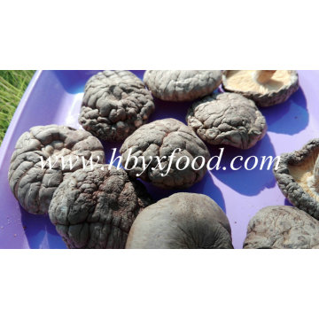 Dried Smooth Shiitake Mushroom with Good Price
